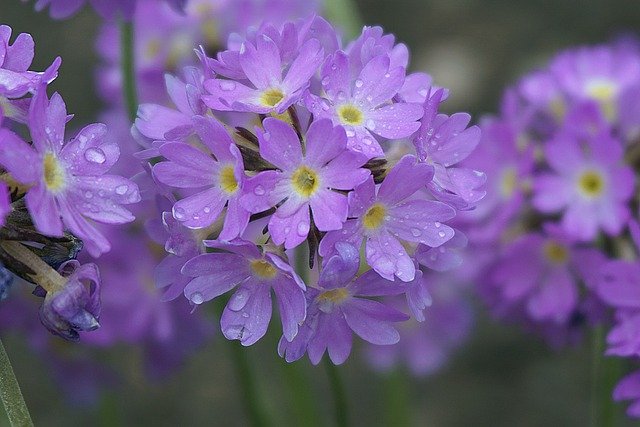 4月2日の誕生花は 二ホンサクラソウ 花言葉は 青春の喜びと悲しみ 花の名前の由来や種類や怖い意味 Micane 無料占い