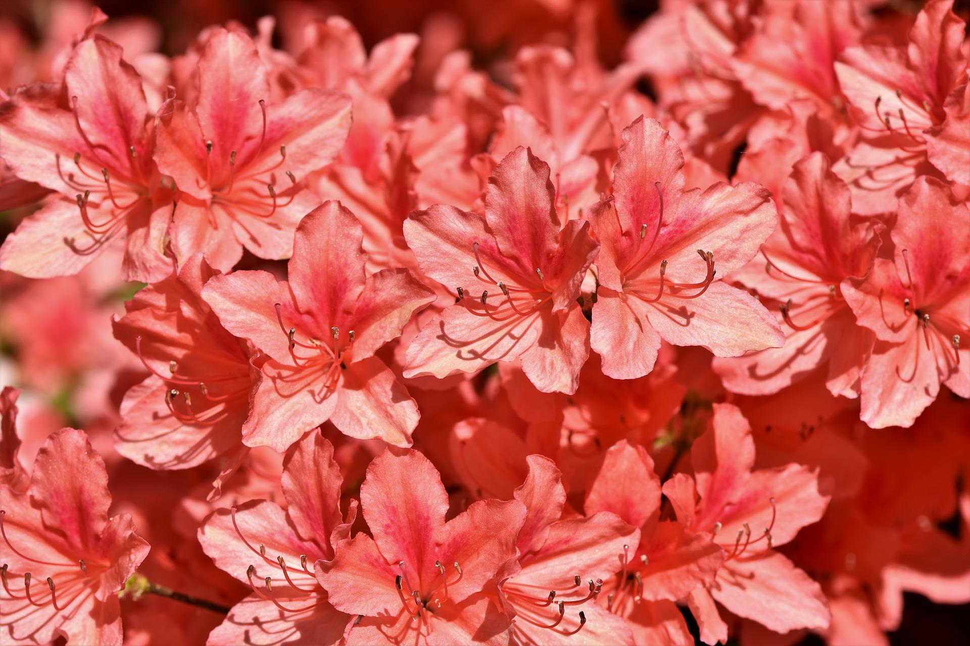 5月8日の誕生花は シャクナゲ 花言葉は 警戒 花の名前の由来や種類や怖い意味 Micane 無料占い