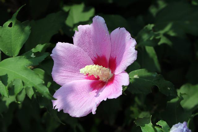 2月22日の誕生花は ムクゲ 花言葉は 信念 花の名前の由来や種類や怖い意味 Micane 無料占い
