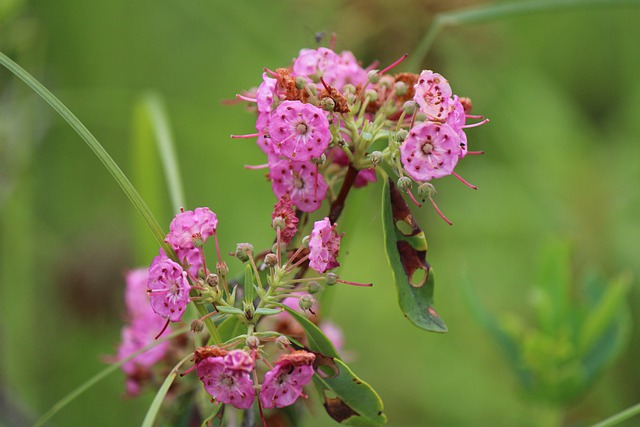 ピンクのカルミア