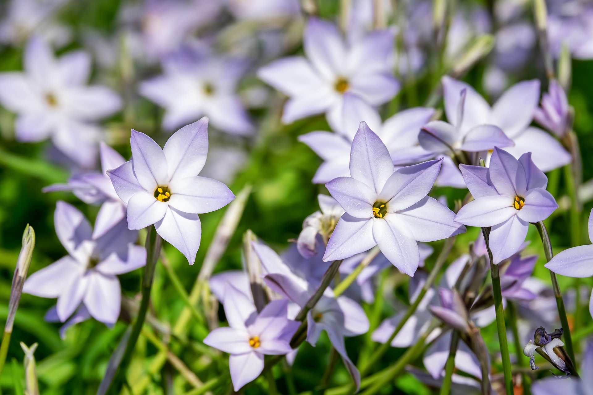 3月26日の誕生花は ハナニラ 花言葉は 悲しい別れ 花の名前の由来や種類や怖い意味 Micane 無料占い