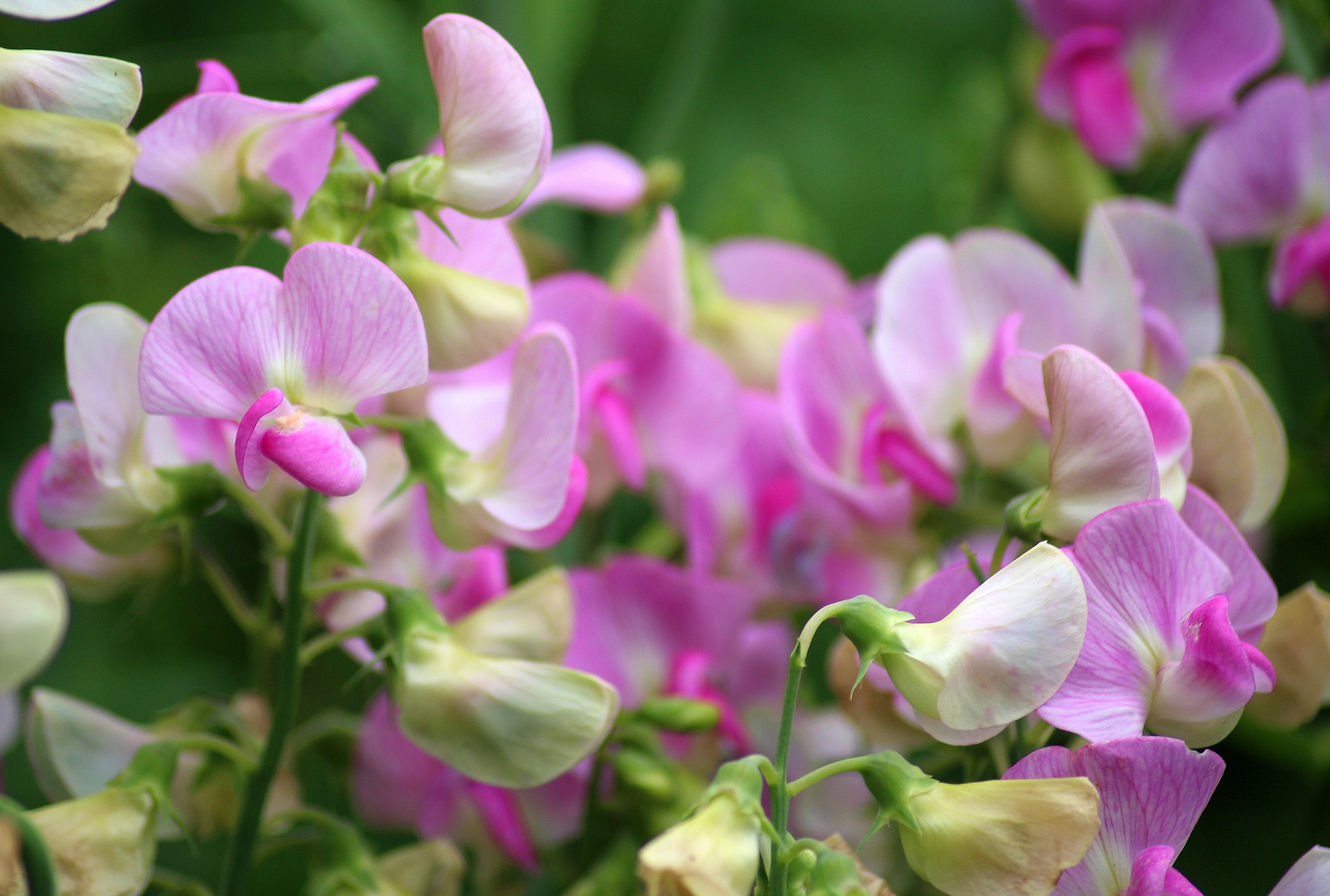 3月日の誕生花は スイートピー 花言葉は 門出 花の名前の由来や種類や怖い意味 Micane 無料占い