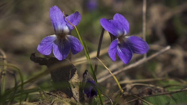 可愛いスミレの花