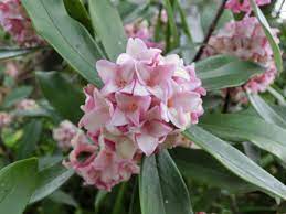 ジンチョウゲの種類