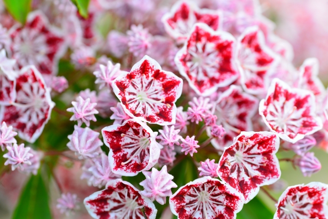 白と赤のカルミア