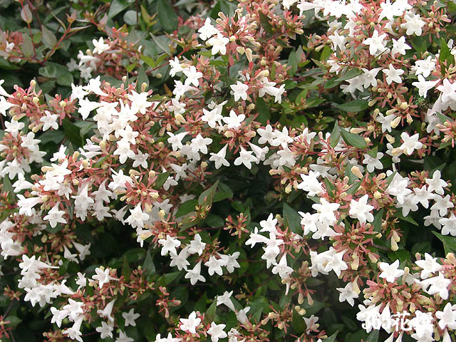 怖い花言葉はない