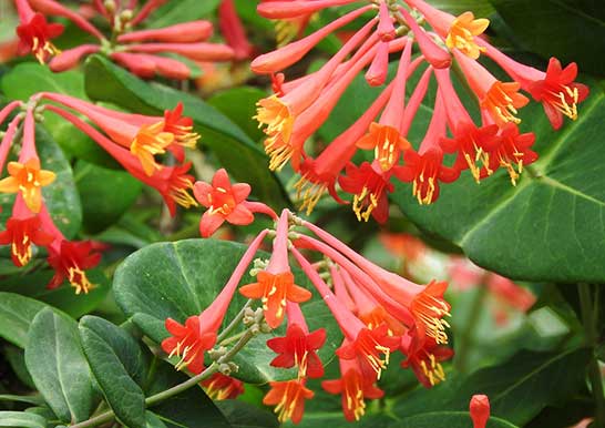 ツキヌキニンドウ