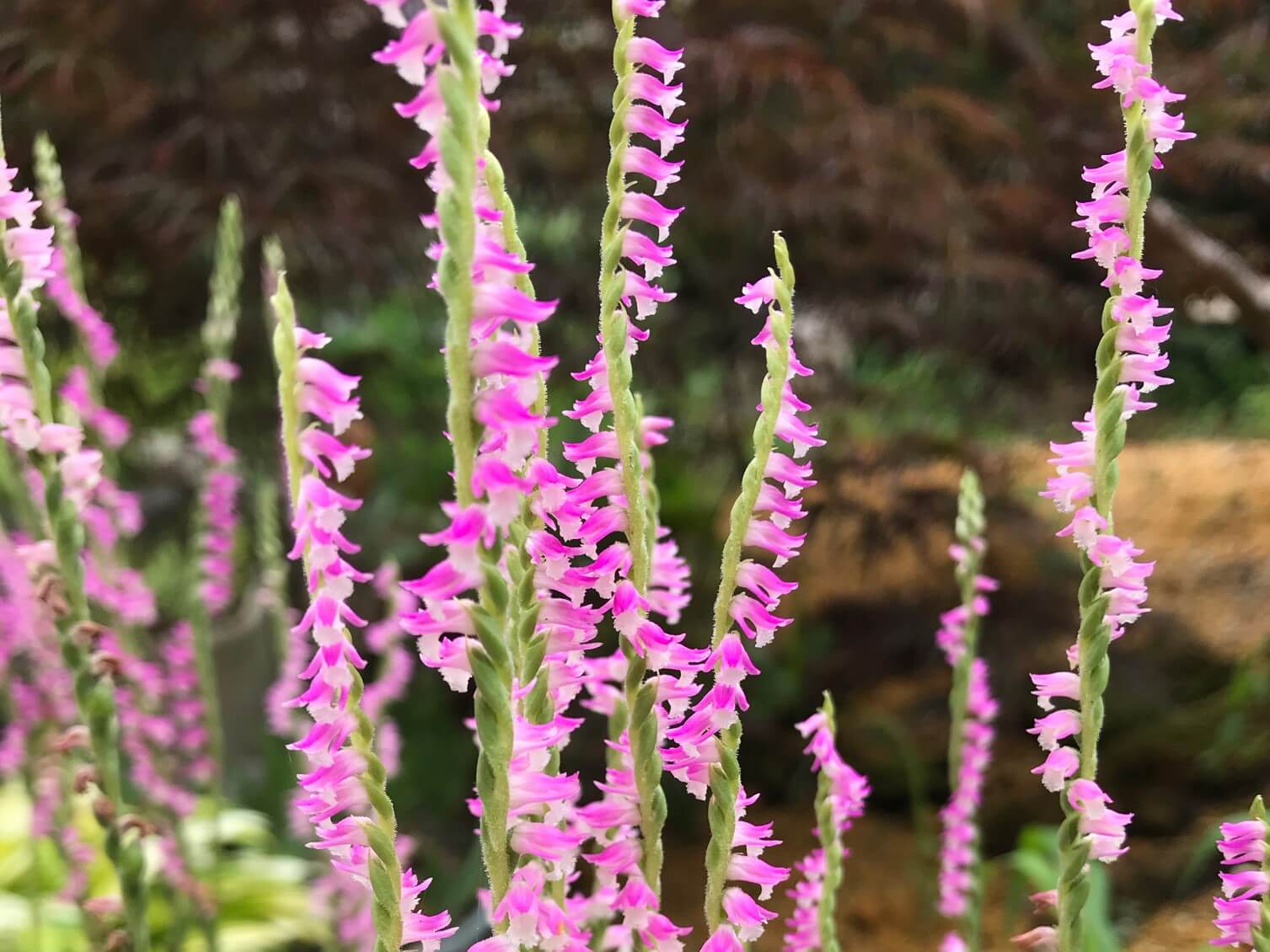 ネジバナの怖い花言葉