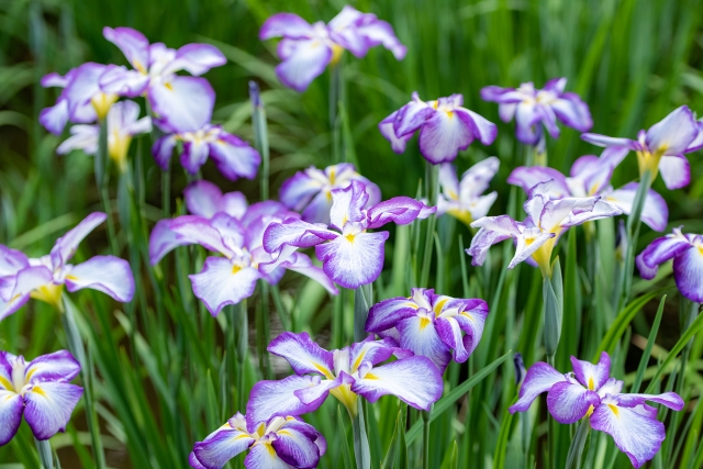 4月29日の誕生花は カキツバタ 花言葉は 幸運は必ず訪れる 花の名前の由来や種類や怖い意味 Micane 無料占い