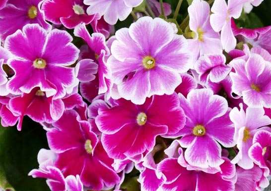 プリムラ・オブコニカ