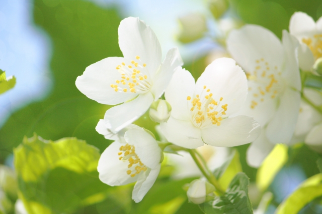 4月28日の誕生花は バイカウツギ 花言葉は 香気 花の名前の由来や種類や怖い意味 Micane 無料占い