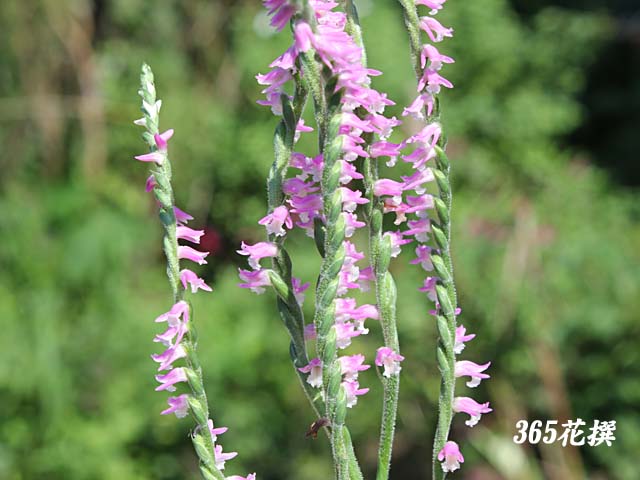 ネジバナの種類