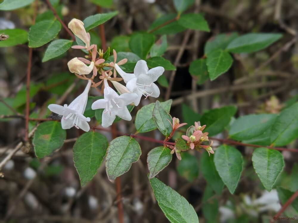 アベリアの由来