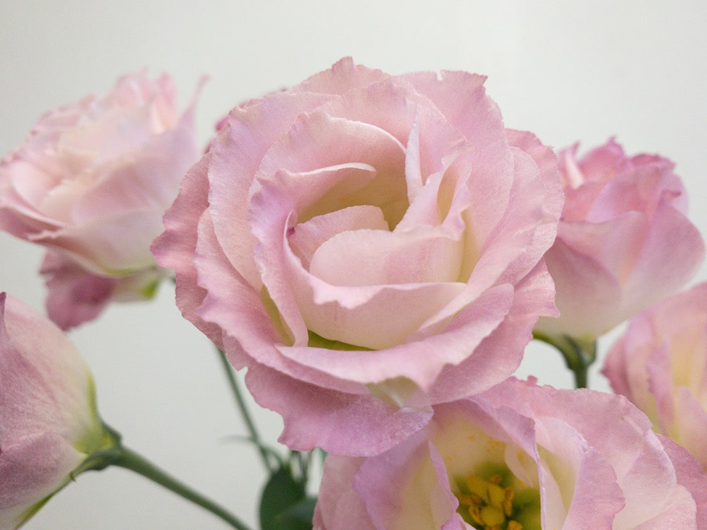 トルコキキョウ