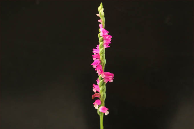 ネジバナの花言葉