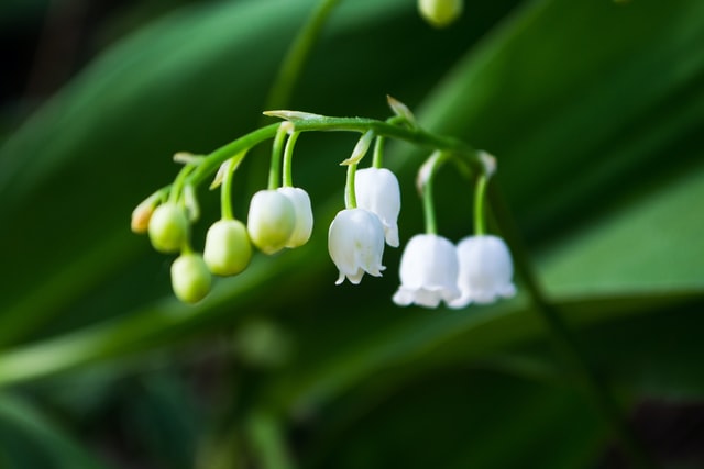 5月1日の誕生花は スズラン 花言葉は 純潔 花の名前の由来や種類や怖い意味 Micane 無料占い