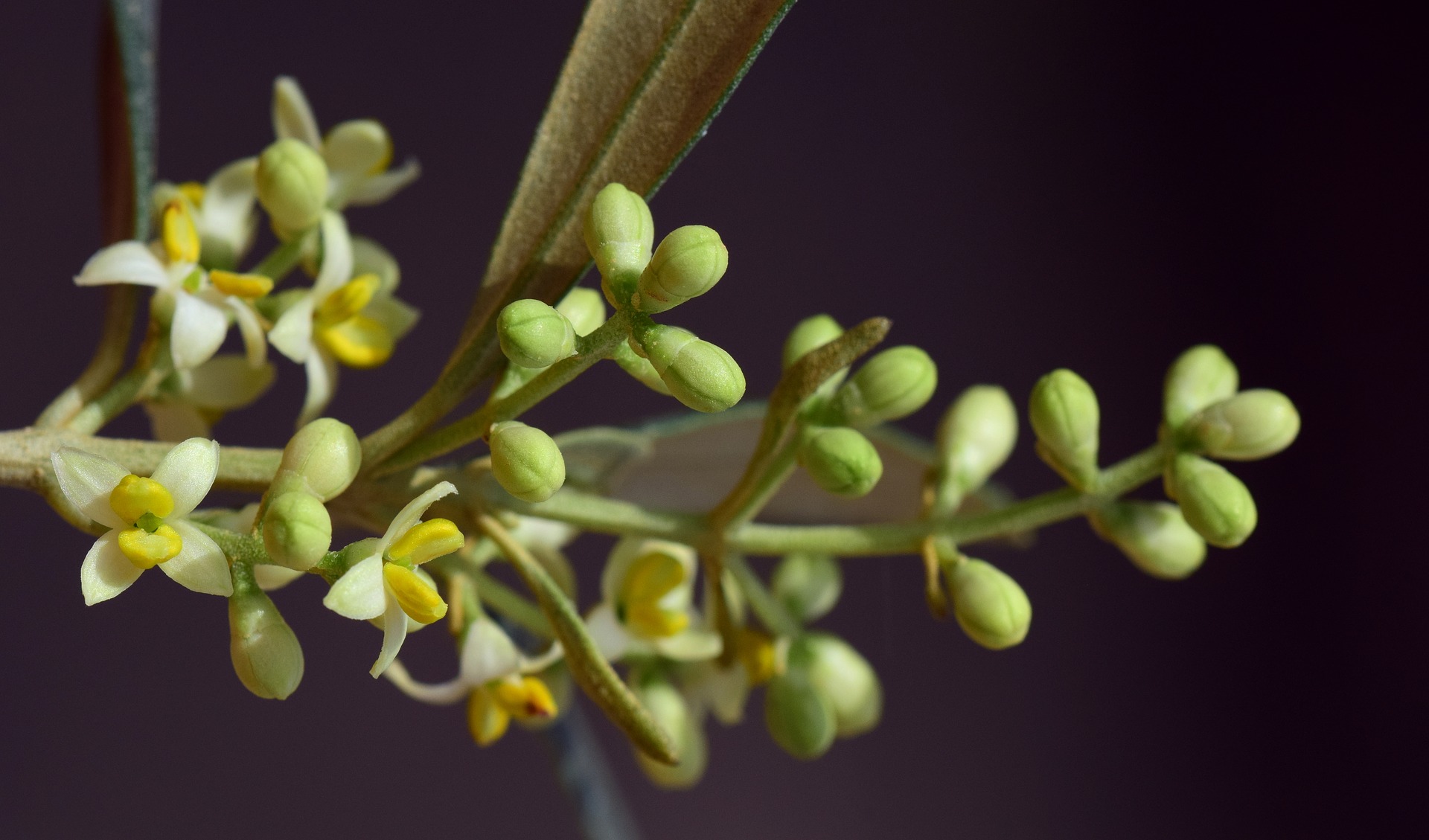 5月26日の誕生花は オリーブ 花言葉は 平和 花の名前の由来や種類や怖い意味 Micane 無料占い