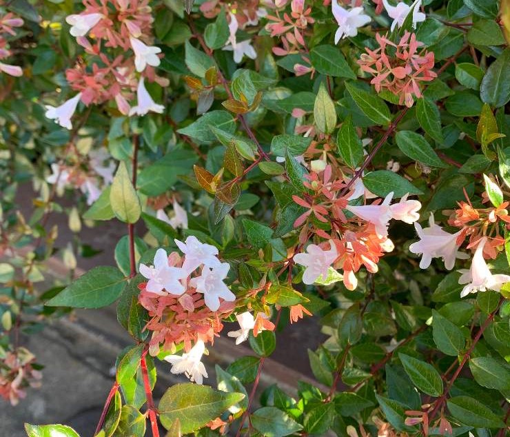 アベリアの種類