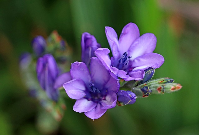 6月6日の誕生花は バビアナ 花言葉は 幼い頃の幸せな時間 花の名前の由来や種類や怖い意味 Micane 無料占い