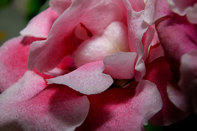 グロキシニアの種類