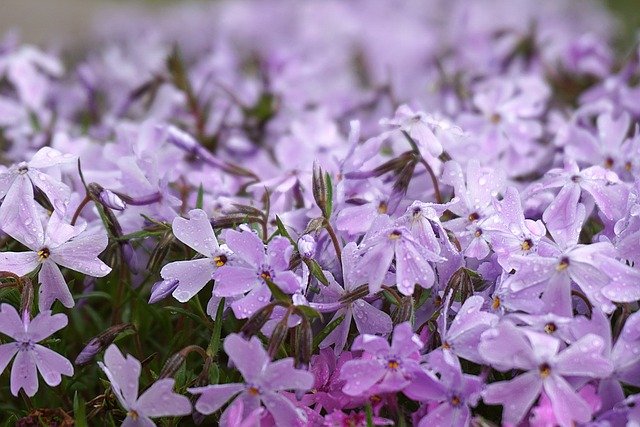 5月2日の誕生花は フロックス 花言葉は 合意 花の名前の由来や種類や怖い意味 Micane 無料占い