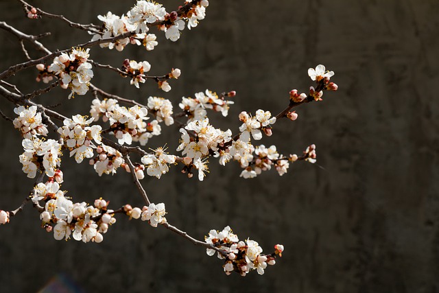 乙女のはにかみ