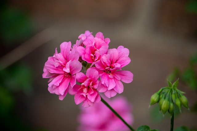 アイビーゼラニウム