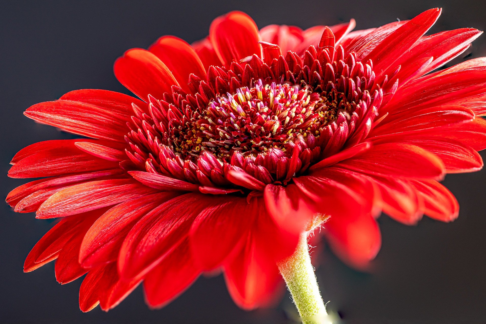 8月1日の誕生花は ガーベラ 花言葉は 常に前進 花の名前の由来や種類や怖い意味 Micane 無料占い