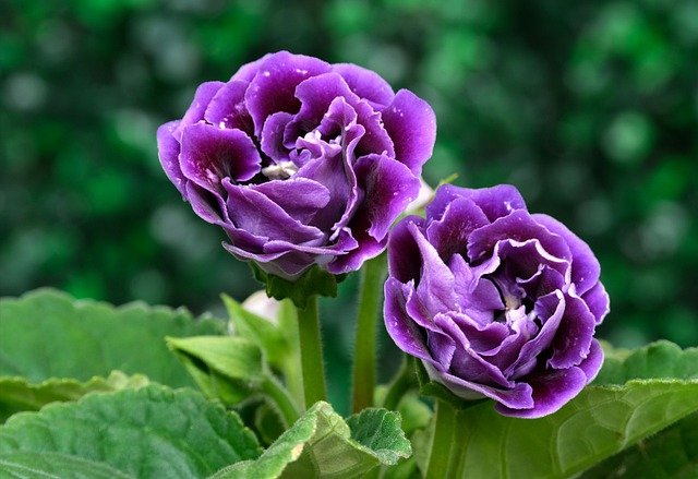 7月10日の誕生花は グロキシニア 花言葉は 華やかな日々 花の名前の由来や種類や怖い意味 Micane 無料占い