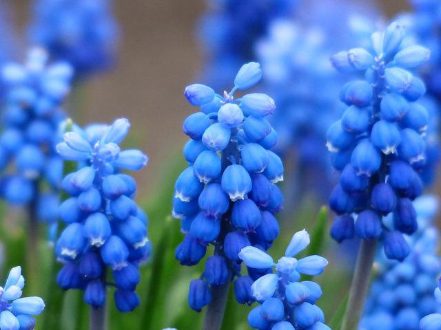 2月26日の誕生花は ムスカリ 花言葉は 明るい未来 花の名前の由来や種類や怖い意味 Micane 無料占い