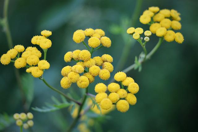 2月28日の誕生花は ヘリクリサム 花言葉は 永遠の思い出 花の名前の由来や種類や怖い意味 Micane 無料占い