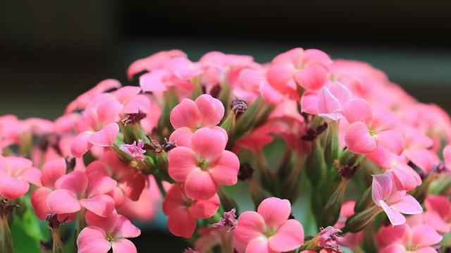 カランコエに怖い花言葉はない