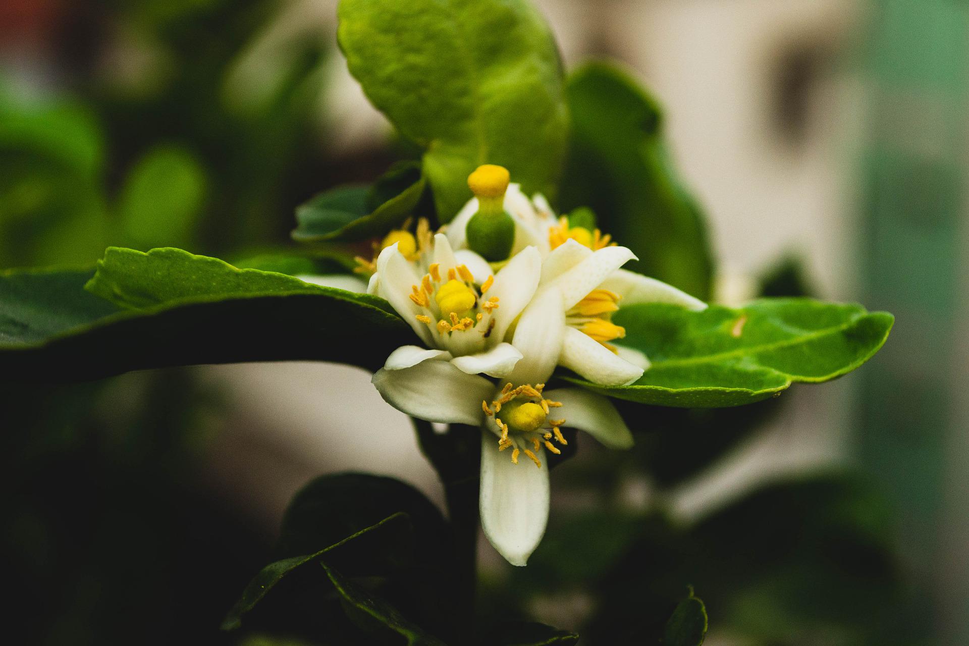 5月25日の誕生花は ユズ 花言葉は 健康美 花の名前の由来や種類や怖い意味 Micane 無料占い