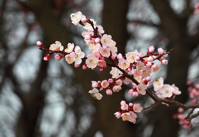 3月1日の誕生花は アンズ 花言葉は 臆病な愛 花の名前の由来や種類や怖い意味 Micane 無料占い