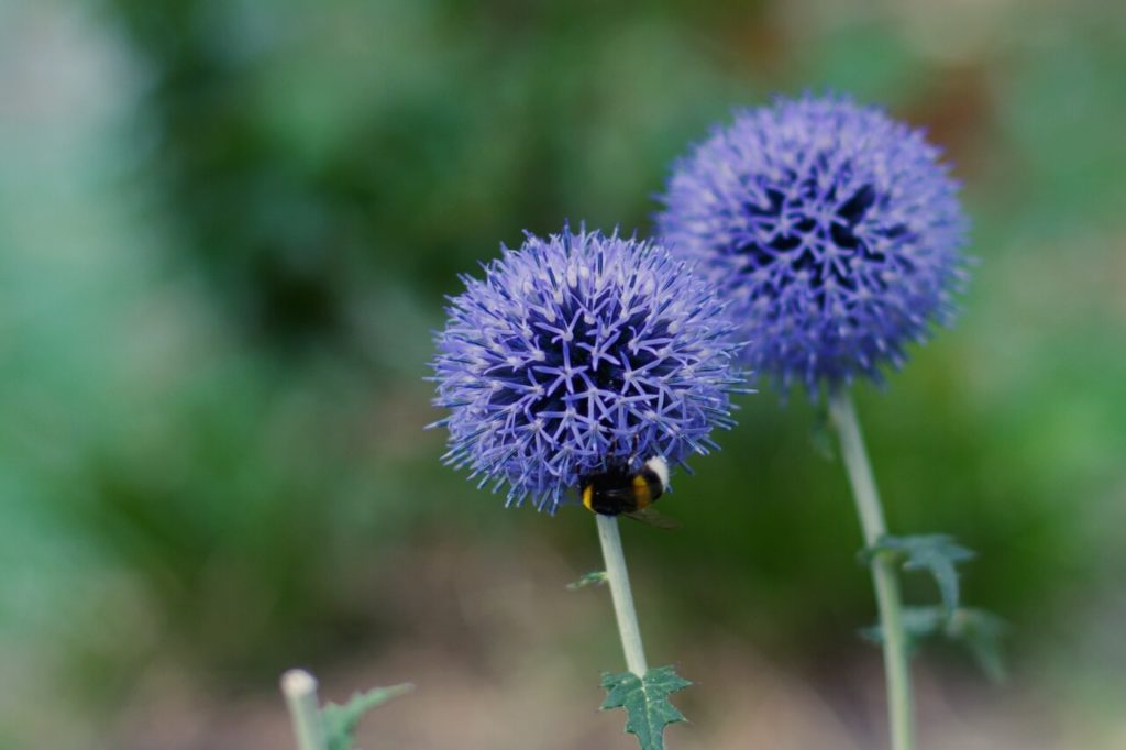 ルリタマアザミ