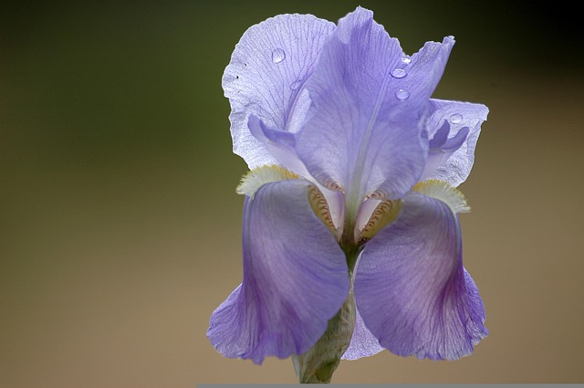 紫の花