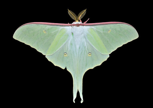 幸運を運ぶオオミズアオのスピリチュアルな6つの意味