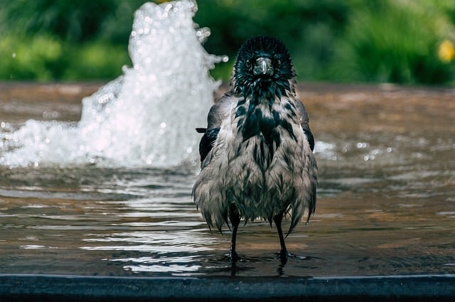 水浴びをするカラス