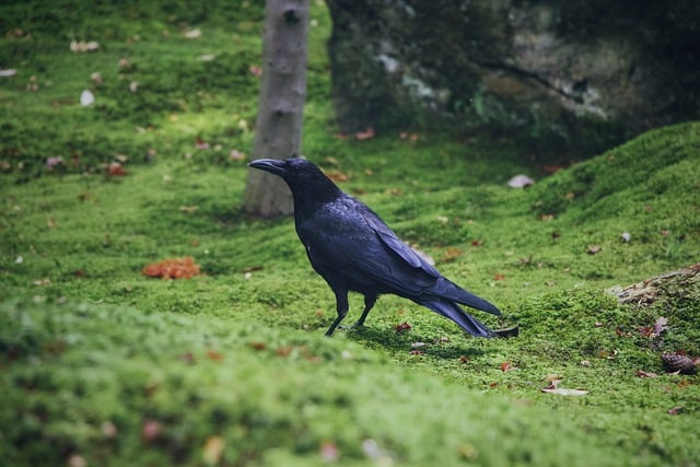 カラスが変な声で鳴く