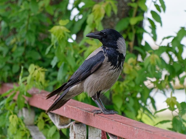 庭のカラス