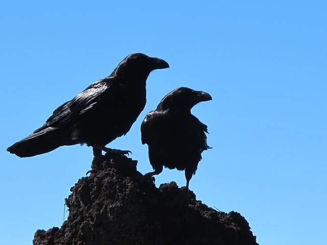 鳴き声別・カラスからのスピリチュアルメッセージ