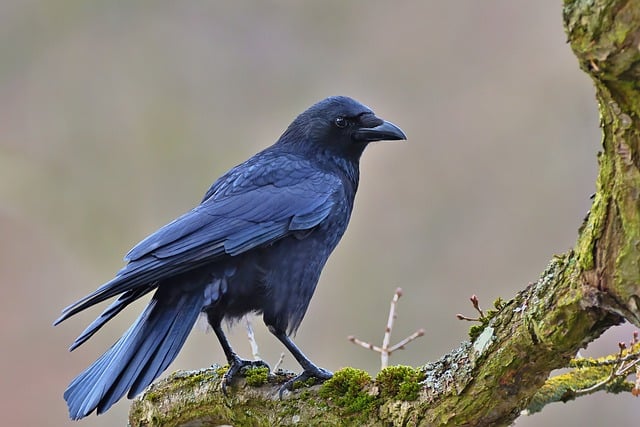 場所別・カラスからのスピリチュアルメッセージ