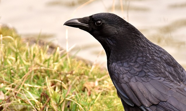 カラスが目の前を横切る