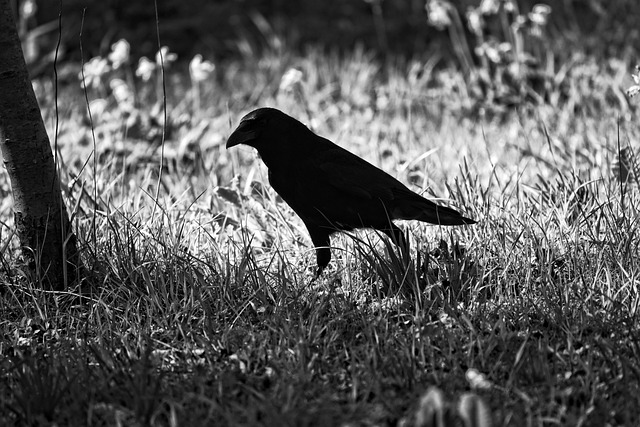 カラスにフンを落とされる