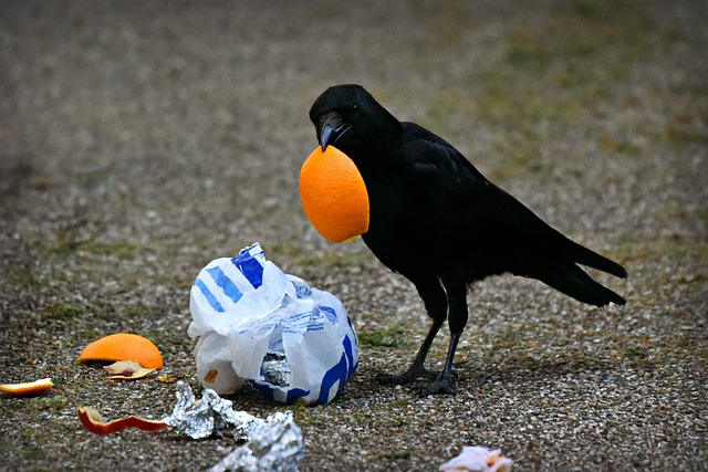 カラスをよく見かけるときに注意したいこと