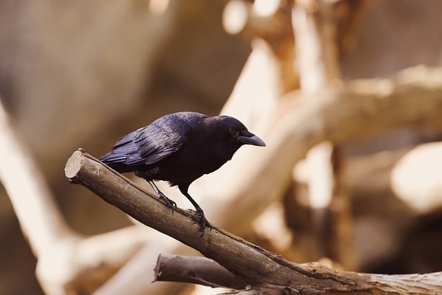 カラスが追いかけてくる