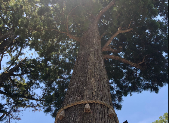 樹齢800年の「御神木」