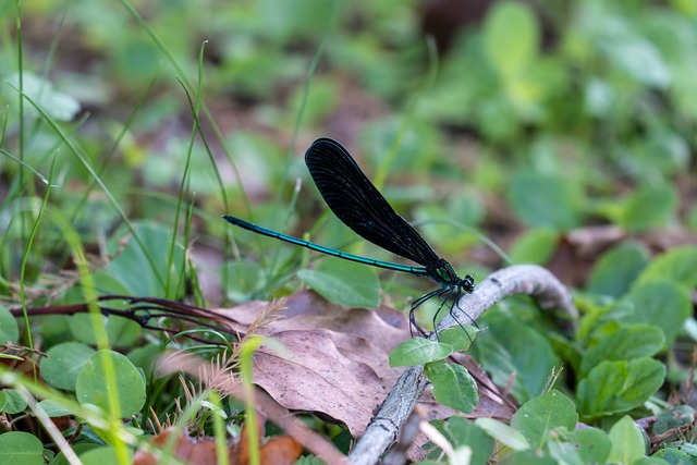 黒いトンボ:すべての運気を高める幸福の象徴