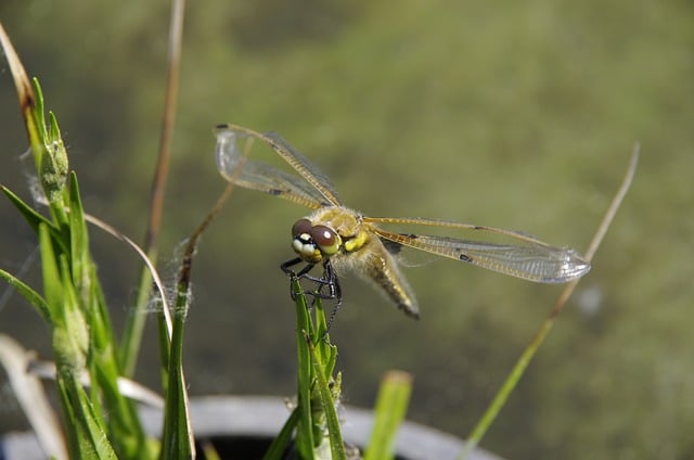 金色のトンボ:金運や家運を高めてくれる