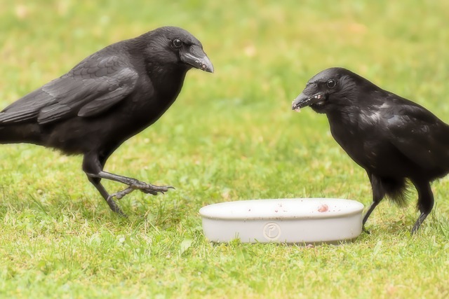 食事をするカラス